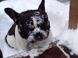ENTER HERE ~ January 2016 Frenchie of the Month ~ Frozen Frenchies