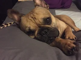 ~ENTER HERE~ March Frenchie of the Month ~ Frenchie Faces
