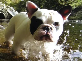 October 2013 Frenchie of the Month Contest ~ENTER HERE~