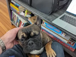 Frenchie Name