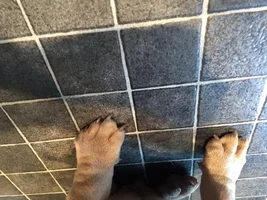 Any advice on pups inward facing paws.