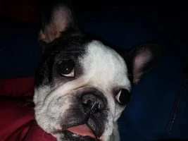 March 2014 Frenchie of the Month Contest ~ENTER HERE~