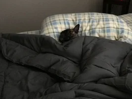Does your Frenchie sleep in bed or a crate?