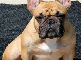 Our Frenchies - challenge