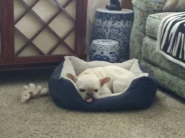 My boy Zeus...blond frenchy..lost him in may.he was my Mr Butt butt..miss him.he would have been 10 Sept.🐕💔💐
