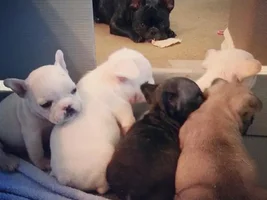 Let's post some puppy pictures!!