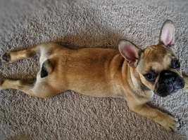Possibly getting a second Frenchie today