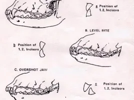 underbite