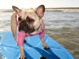 4 Paw Members, PlEaSe VoTE for your favorite Summer Frenchies!