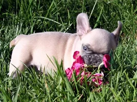Anyone Have Pictures Of Your Frenchie's Parents???