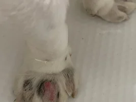 Inflamed in between paws