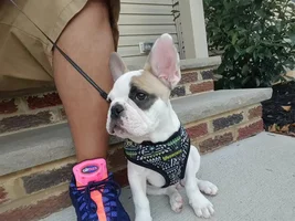 Products made JUST for our FRENCHIES!!!!!