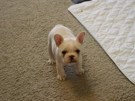 Confused and new to the breed
