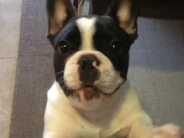 4 Paw Members, Please vote for April Frenchie of the Month!