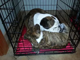 Buster's Favorite Snuggle Buddy!