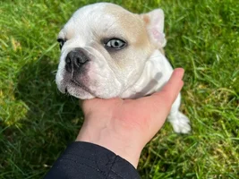 Meet my new puppy