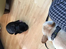Tallulah, the trainiing supervisor