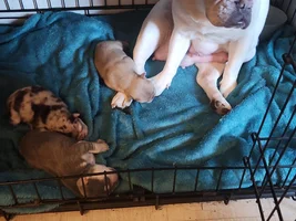Hi to all you lovey frenchy owners.