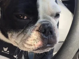 ~ENTER HERE~ September Frenchie of the Month - FRENCHIE-TUDE