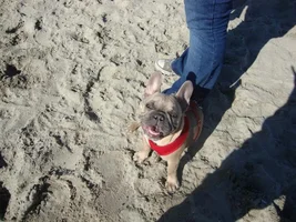 Frenchie Meet up group event this weekend Dec 1st