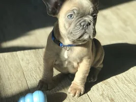 ~ENTER HERE~ March Frenchie of the Month Contest "FRENCHIE FACES"