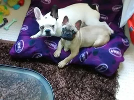 April 2014 ~ Frenchie of the Month Contest ~ENTER HERE~