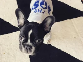~ENTER HERE~ September Frenchie of the Month - FRENCHIE-TUDE
