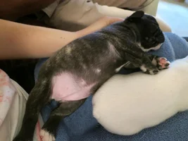 Question about Brindle color puppy vs. adult.