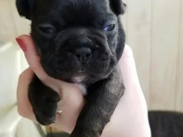 4 PAW MEMBERS!!!  Please vote for your favorite Frenchie Faces!