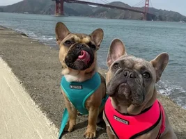 Sightseeing Frenchies