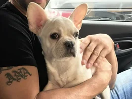 Frenchie third eyelid irritated and does not want to retract