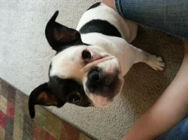 My 6 month old male Frenchie's ears are still NOT standing!