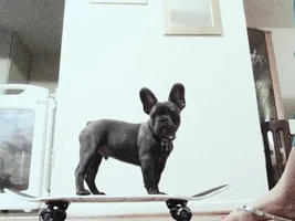 4 Paw Members, Please vote for May Frenchie of the Month!
