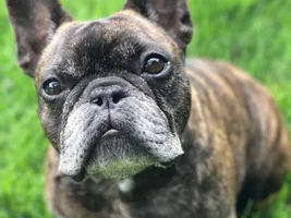4 PAW MEMBERS!!!  Please VOTE for your favorite Smiling Frenchies!