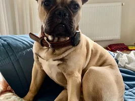 this is my third french bulldog Walter