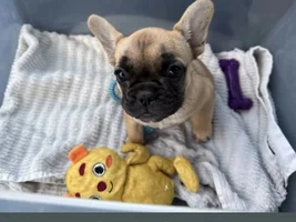 New Frenchie owner