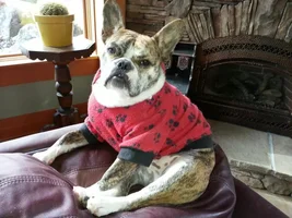 ENTER HERE ~ November Frenchie of the Month ~ Turkey Leg Contest