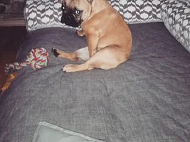 Where do your frenchies sleep?