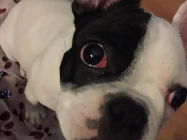 is this cherry eye?