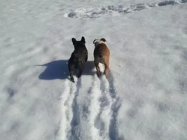 The boys enjoying a walk in the snow