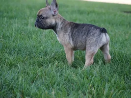 Our new baby Glitch is headed for the conformation ring