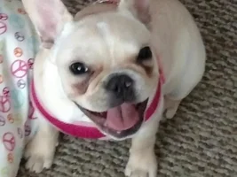 VOTE NOW!! April SMILING FRENCHIES Contest