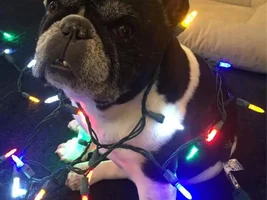 4 PAW MEMBERS!!!  Please vote for your Holly Jolly Frenchies