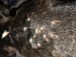 Help! Bumps on 4month old Frenchie causing hair loss where the bumps are!