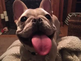 4 PAW MEMBERS!!! Please VOTE for your favorite Frenchie FACES!