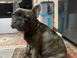 Hello fellow Frenchie Lovers!!!