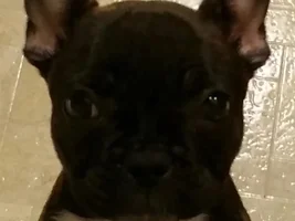 Is my frenchie's eye walled?
