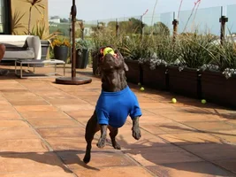 Stella has the moves!