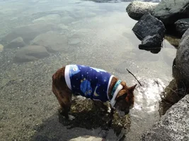 Buster Has Fun At Wallowa Lake Today!