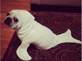Halloween Costumes